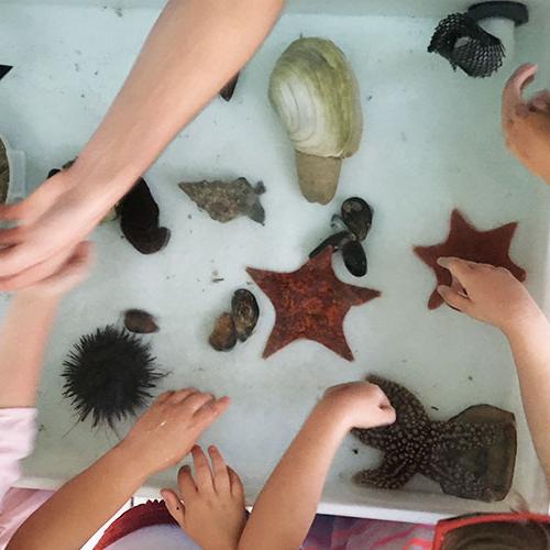 students studying sea-life