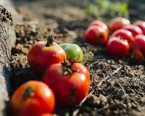 Fresh tomatoes from the Heritage Garden