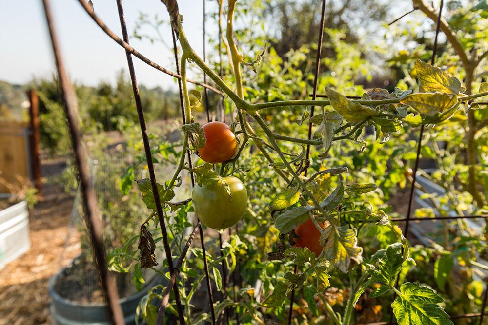 Fresh vegetables are grown in the 遗产花园 and harvested for the students to enjoy.