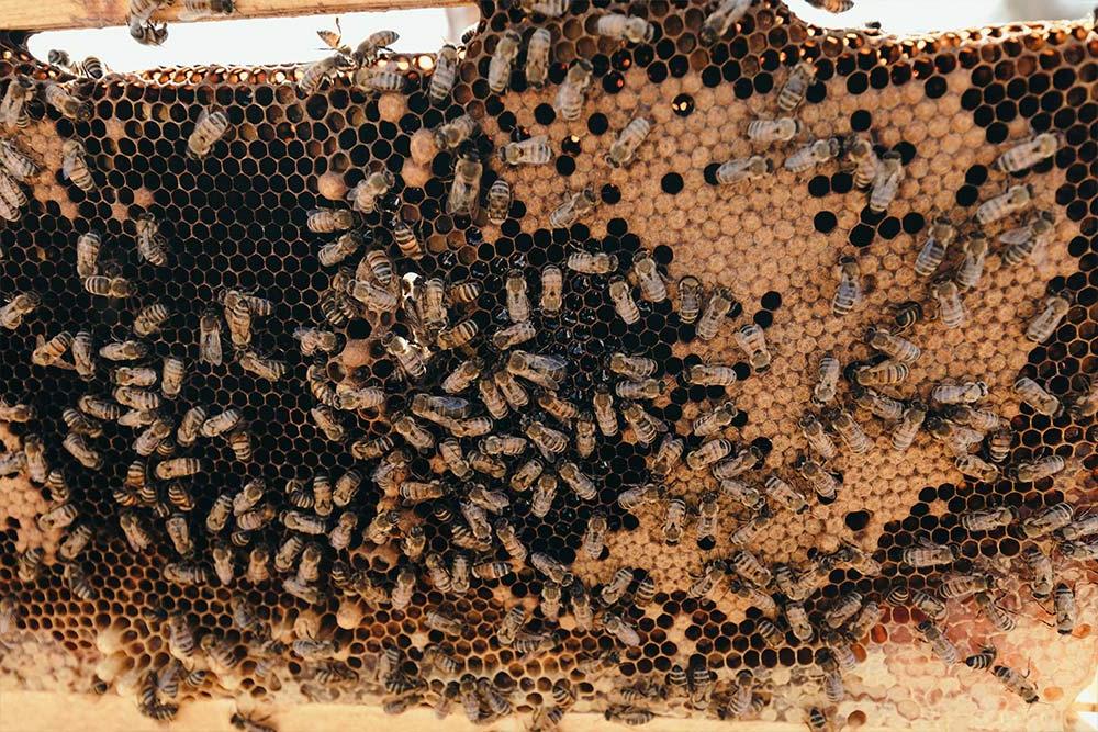 Bees of the 养蜂场 at Concordia’s 遗产花园