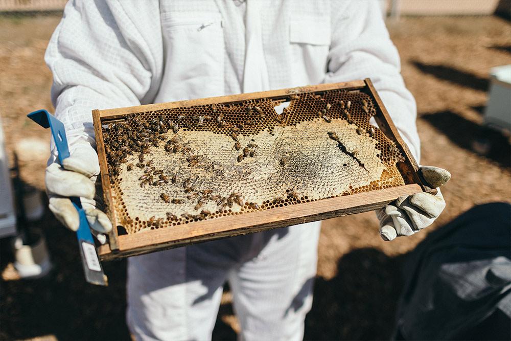 A beekeeper holds an 养蜂场 hive in the 遗产花园.